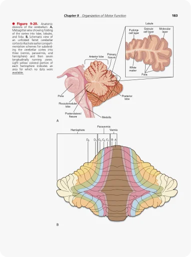 Anatomic Diagrams of the Cerebellum