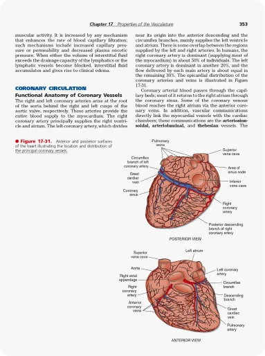 coronary vessels