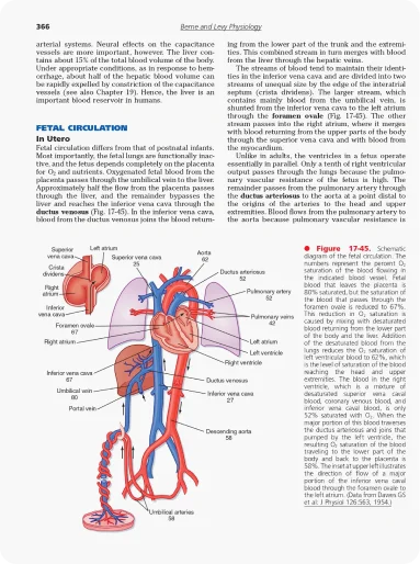 fetal circulation in utero